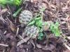 Griechische Landschildkröten