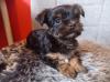 Chihuahua-Mini Yorkshire Welpen