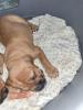 wunderschöne Hundewelpen in Familienbande