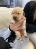 Labrador Welpen,  reinrassig,  Babylabradore