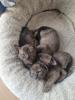 Drei Burma Katzen Kitten :)