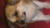 chihuahua langhaar deckrüde