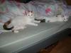 2 SUPER SÜSSE mIX KITTEN 12 WO