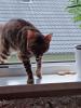 Bengal Kater  3jahre alt