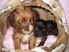 Chihuahua - Toypudel Mix - Welpen suchen liebevolles Zuhause