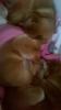 Shiba Inu Welpen 