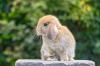Minilop - Mini Lop - Zwergwidder - Häsin & Rammler - geimpft 