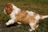 Reinrassige Cavalier King Charles Welpen