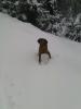Deckrüde Aaron-Magyar Vizsla