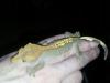 Neukaledonischer Kronengecko (Correlophus ciliatus)