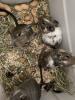 Degu Babys sind bereit für ihr neues Zuhause