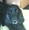 CARLOS - NOTFALL,  Cockerspaniel,  mind. 10 Jahre,  männl.-kastr.