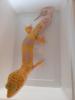 Leopardgecko 1.0 WY Tangerine Mack Snow Tremper Albino