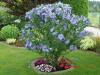 Informationsportal zum Thema Blumen,  Garten und Pflanzenschutz - inkl. Shopvergl