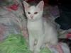 2 SUPER SÜSSE mIX KITTEN 12 WO
