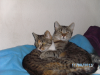 zwei Katzen abzugeben