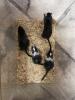 3 junge männliche Wüstennrennmäuse/ Gerbil/ Rennmäuse