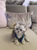 BKH (Britisch Kurz Haar) Kitten