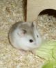 Roborowski Zwerghamster ,  Hamster 