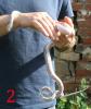 Pantherophis obsoletus white sided zu verkaufen
