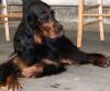 Wurfankündigung Gordon Setter From the Fairy Trees