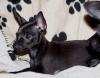 2 Zwergpinscherwelpen Zwergpinscher Welpen