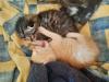Edelmix Sibirische Waldkatze und Bengal Kitten