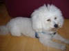 Deckhund: Bichon-Frise Reinrassig,  hat schon einmal sich erfolgreich vermehrt. 