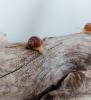 Gefleckte Weinbergschnecken Babys ( Cornu aspersum )
