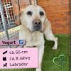 Yogurt,  neugierig und sozial