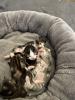 Norwegische Waldkatzen Kitten