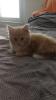 Main coon 2 Monate sucht ganz dringend ein neues Zuhause