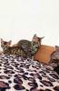 Bengal katze ,  Baby Katzen