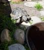 Griechische und maurische Landschildkröte mit Papieren (beide männlich) in gute 