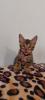 Bengal katze ,  Baby Katzen