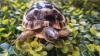 Maurische Landschildkröten aus 2024 - mit Papieren
