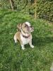Junghündin old Englisch Bulldogge/ Boxer Mix sucht ihr Eigenheim