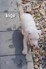 Dogo Argentino/ American Bully XL Welpen