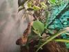 2 Jemenchamäleons Männchen und Weibchen
