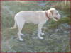 Mischling Albert (Rüde,  * Juli 2011)