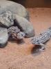 Leopardgeckos