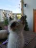 Thai Kitten,  Siam Kitten