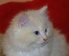 Reinrassiger Ragdollkater mit Stammbaum