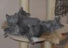 Reinrassige Chartreux Kitten (Weibchen)