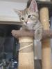 kitten neva masquarade