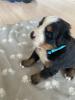 Bernersennenhund Welpe