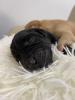 Labrador Welpen,  reinrassig,  Babylabradore
