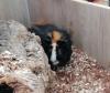 Jungtiere Meerschweinchen