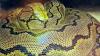 Netzpython(Malayopython reticulatus)
