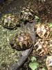 Griechische Landschildkröten THB von 2023